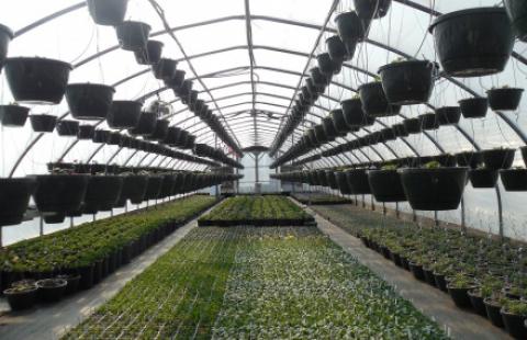 Greenhouse production