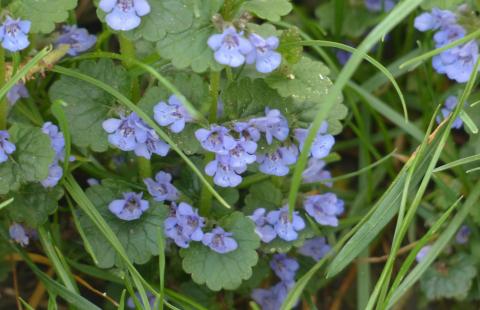 blooming ground ivy in grass