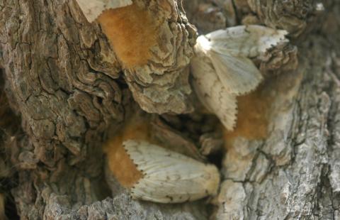 gypsy moths and egg masses, photo by Wisconsin Department of Natural Resources
