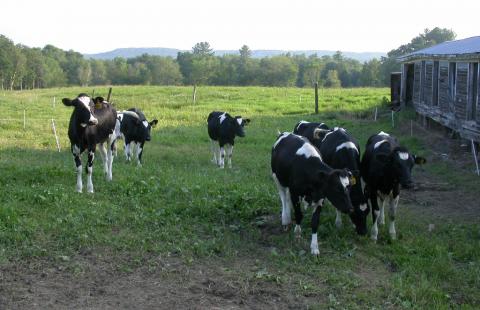 Heifers in a pasture