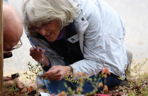 Volunteers study plants with magnifying tools