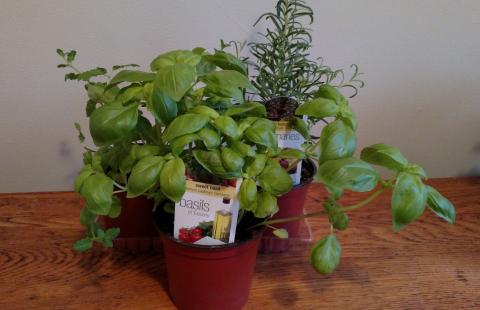 Order Herbs Living Basil Pot Organic