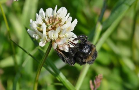 White clover – a great substitute or addition to turf
