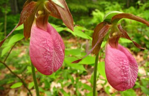 Orchids of the north: the life of the Pink Lady's Slipper