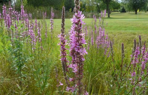 Invasive in the Spotlight: Purple Loosestrife | Extension