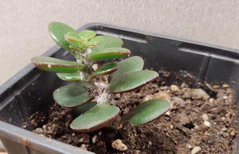 mealybugs on succulent