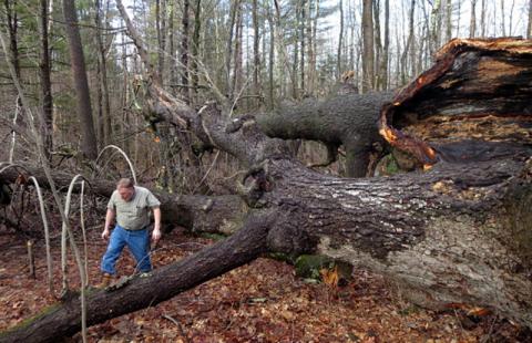 State Champ Black Birch Tree Falls New Boston NH