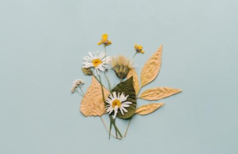 pressed leaves and flowers