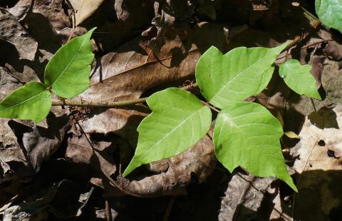 Poison ivy on ground with notched leaves