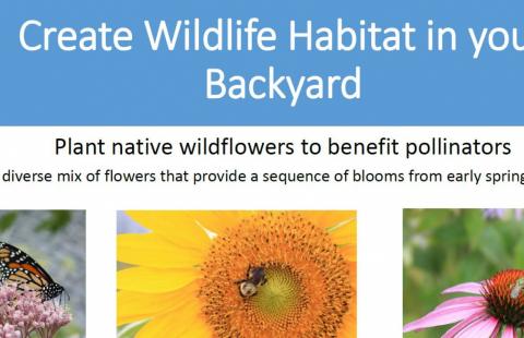 image of the poster encouraging landowners to plant native wildflowers to benefit pollinators