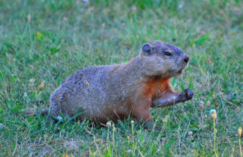 Groundhog in a lawn