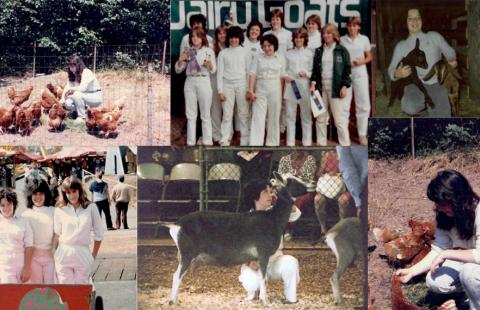 A collage of photos showing a young woman participating in various 4-H activities, including feeding chickens and showing goats.