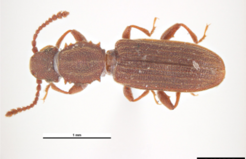 Sawtoothed grain beetle