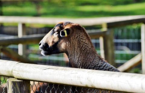 Goat in a pen