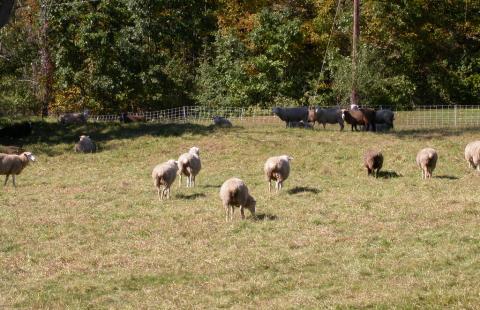 Sheep grazing in a dry pasture