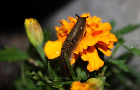 Slug on a marigold