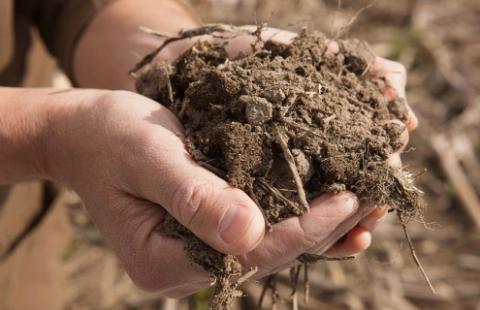 a person holding soil in hands