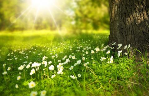 Sunlight on grass, flowers and tree