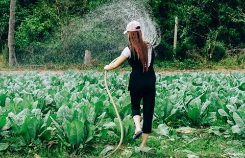 woman watering field greens