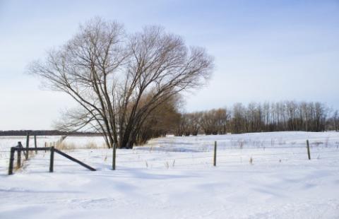 tree snow covered pasture