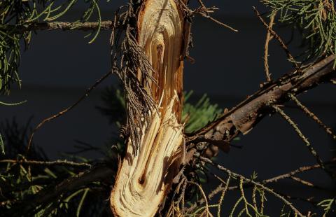 Broken branches like the one on this juniper should be pruned using sharp, clean, pruning tools