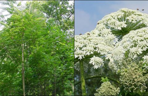 invasive plants tree of heaven and giant hogweed