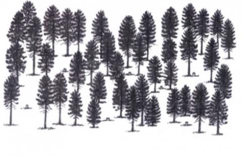 illustrated trees