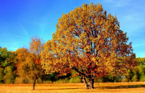 Tree in field with fall leaves and blue sky. How can you care for trees?