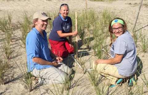 Three volunteers plant sea grass in a sand dune on a N.H. beach.