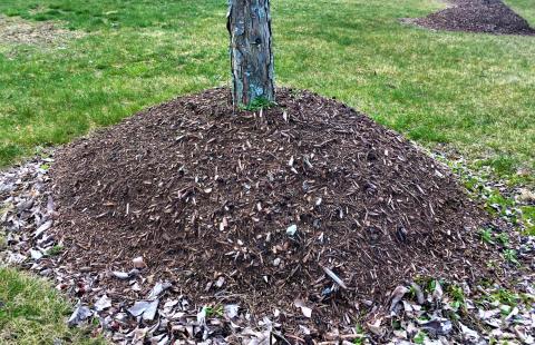 Tree trunk with too much mulch