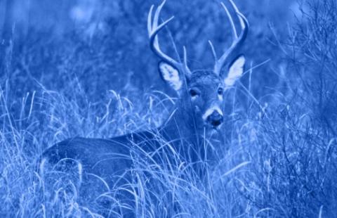 A picture of a white tailed deer in a field; there is a blue filter over the photo.