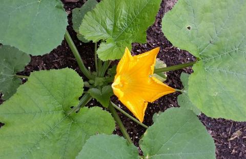Zucchini plant with male flower