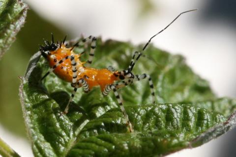 close up of an insect on a leaf