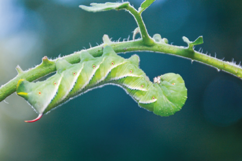 insect on a plant