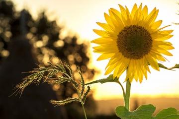 sunflower at sunset