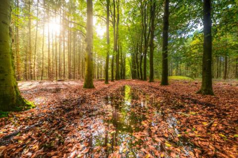 trees in the woods in autumn