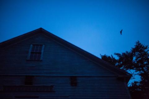 bat flying over a barn at dusk