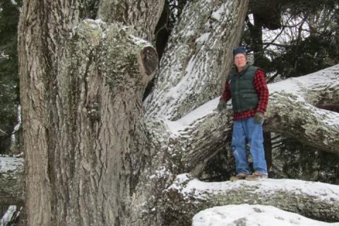 man standing beside a large tree