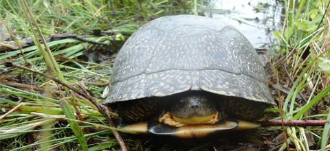 turtle in the grass 