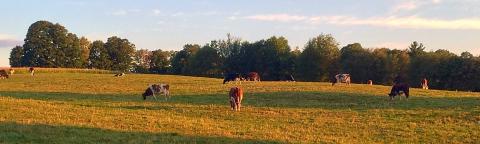 cows grazing a a field