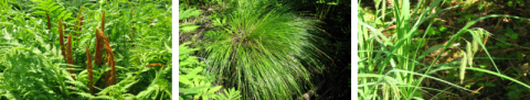 wetland plants