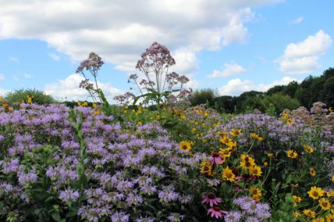 Wildflower Meadow