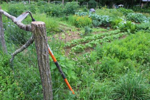 vegetable garden