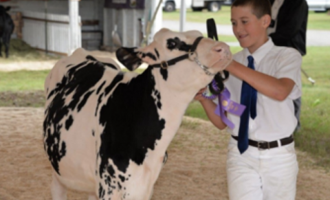 young man showing a cow at the Lancaster fair