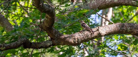 bird on a branch