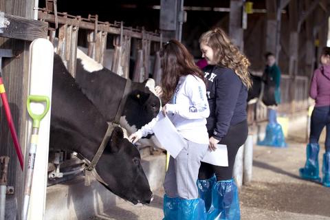 youth with dairy cows