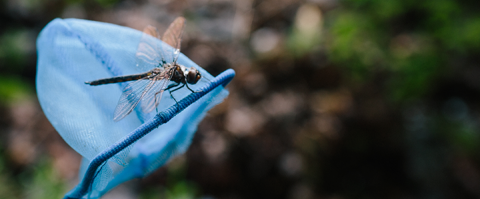 dragonfly on a net