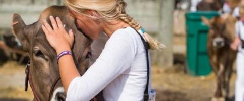 Girl kisses cow's forehead