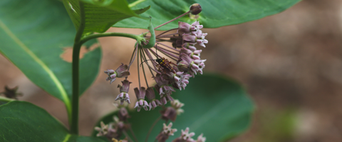 Insect on purple flowers