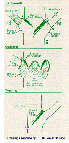 Illustration showing how to prune different kinds of trees